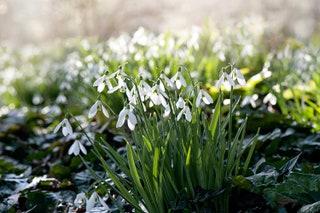 SNOWDROPS     A welcome intermission to the winter gloom is the arrival of these bright delights which look a treat when...