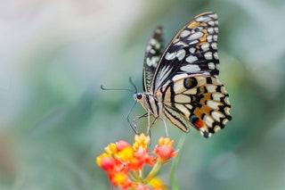 BUTTERFLIES     July is peak season for our fluttery friends who just love those warmer months. There are plenty of...