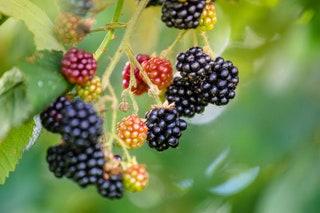 BLACKBERRIES  Early to mid September is the perfect time to go blackberry picking as the fruit will be widely available...