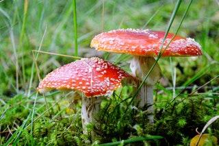 FUNGI     To state the obvious we are definitely not recommending that you pick any wild fungi you see growing for a...